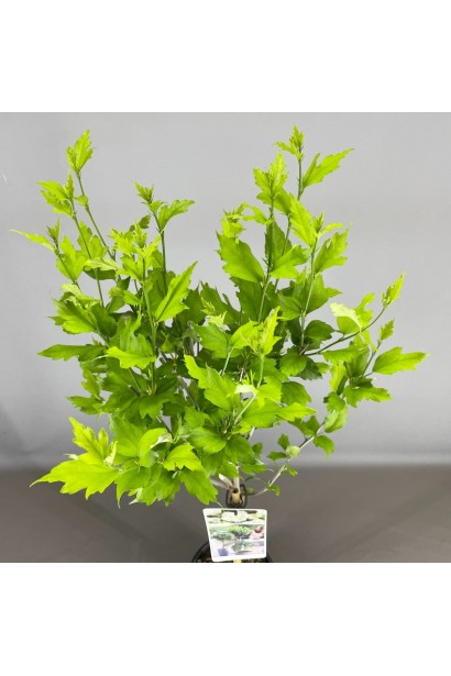 Листя Гібіскуса сирійського Вайт Шифон.